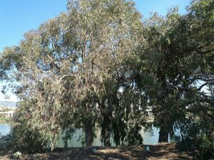 Eucalyptus sideroxylon Plant